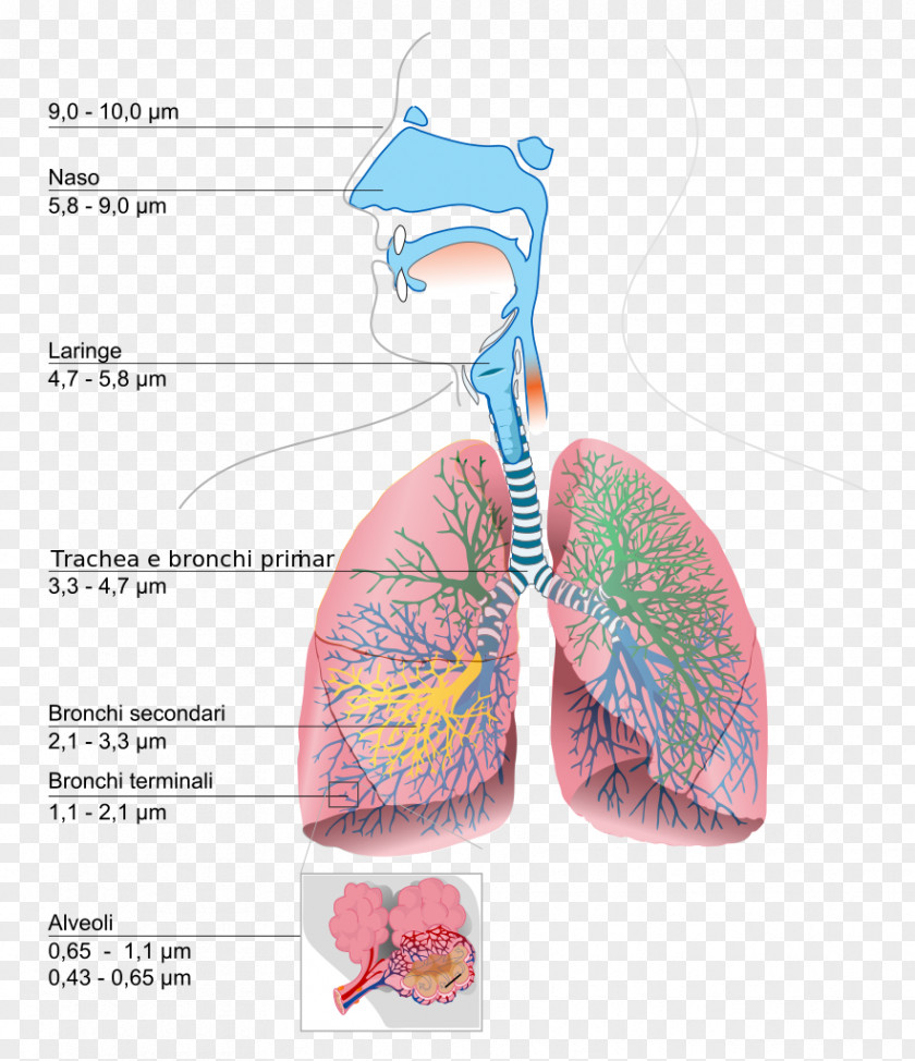 Human Body Clipart The Respiratory System Lung Diagram Breathing PNG