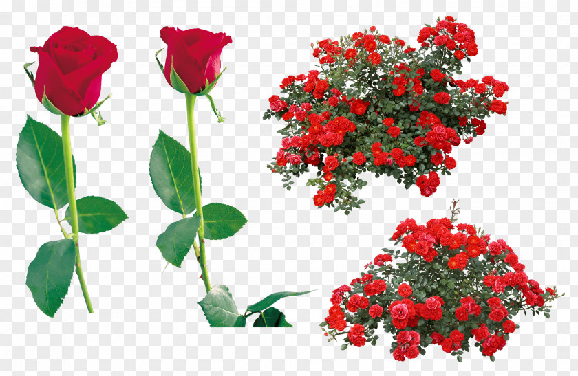 Rose Image Picture Download Flower Clip Art PNG