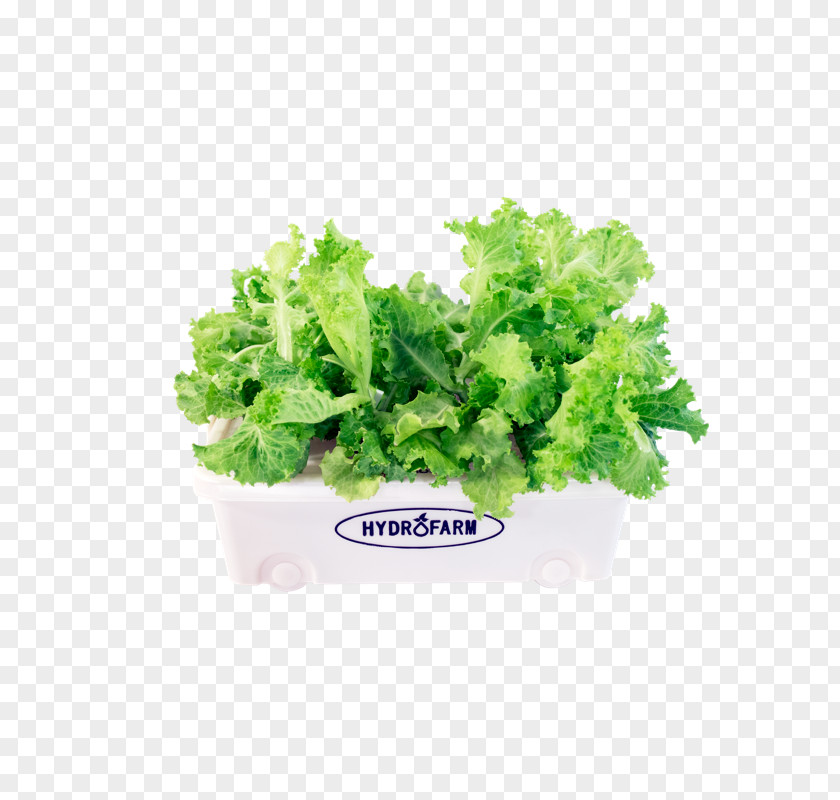 Starter Hydroponic Grow Box Romaine Lettuce Spring Greens Salad Assortment Strategies Cultural Diversity PNG