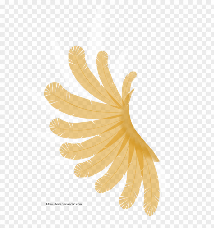White Wings Close-up PNG