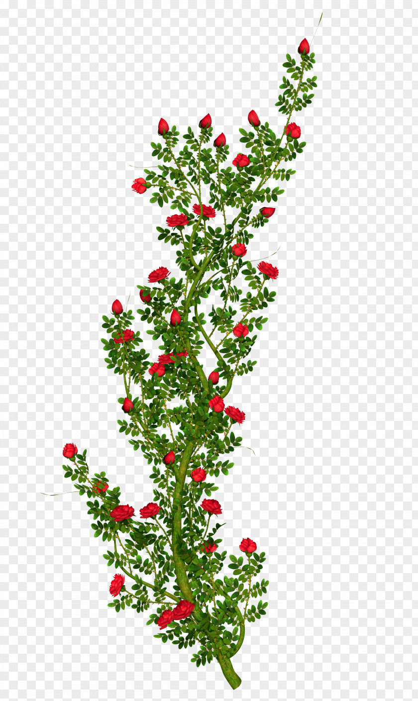 Bushes Rose Shrub Flower Clip Art PNG