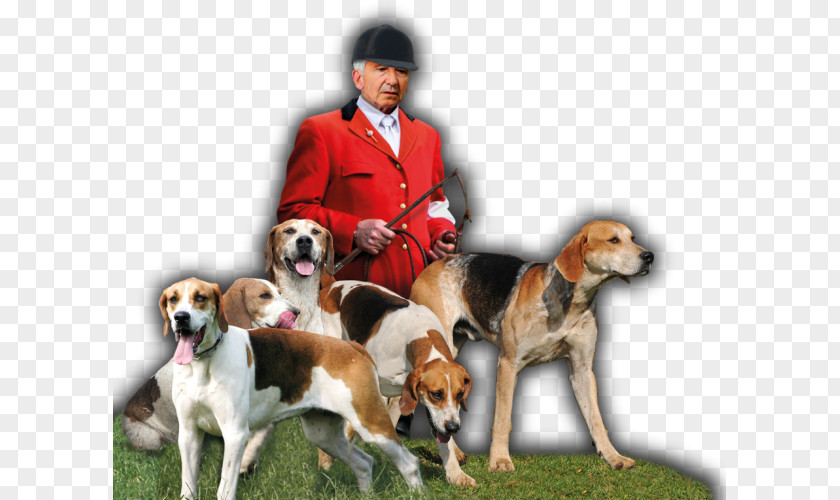 Fleck English Foxhound American Beagle Harrier Treeing Walker Coonhound PNG