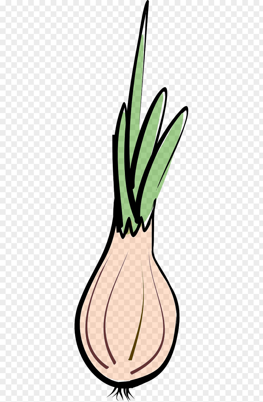 Onion Shallot Vegetable Garlic Chives PNG