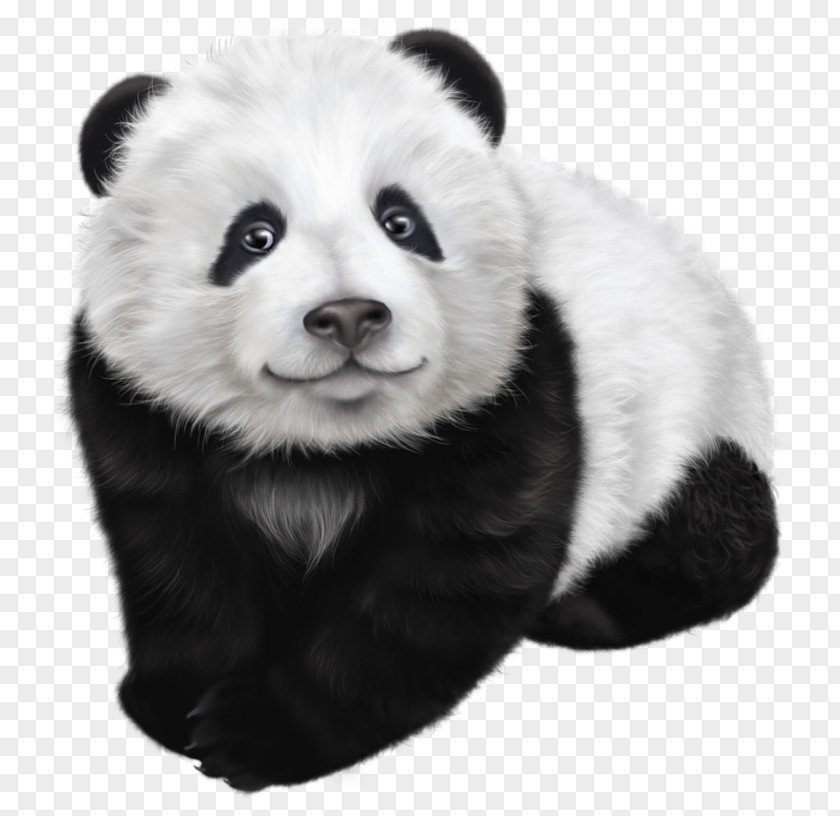 Panda Transparent Clip Art Image Giant Drawing Illustration PNG