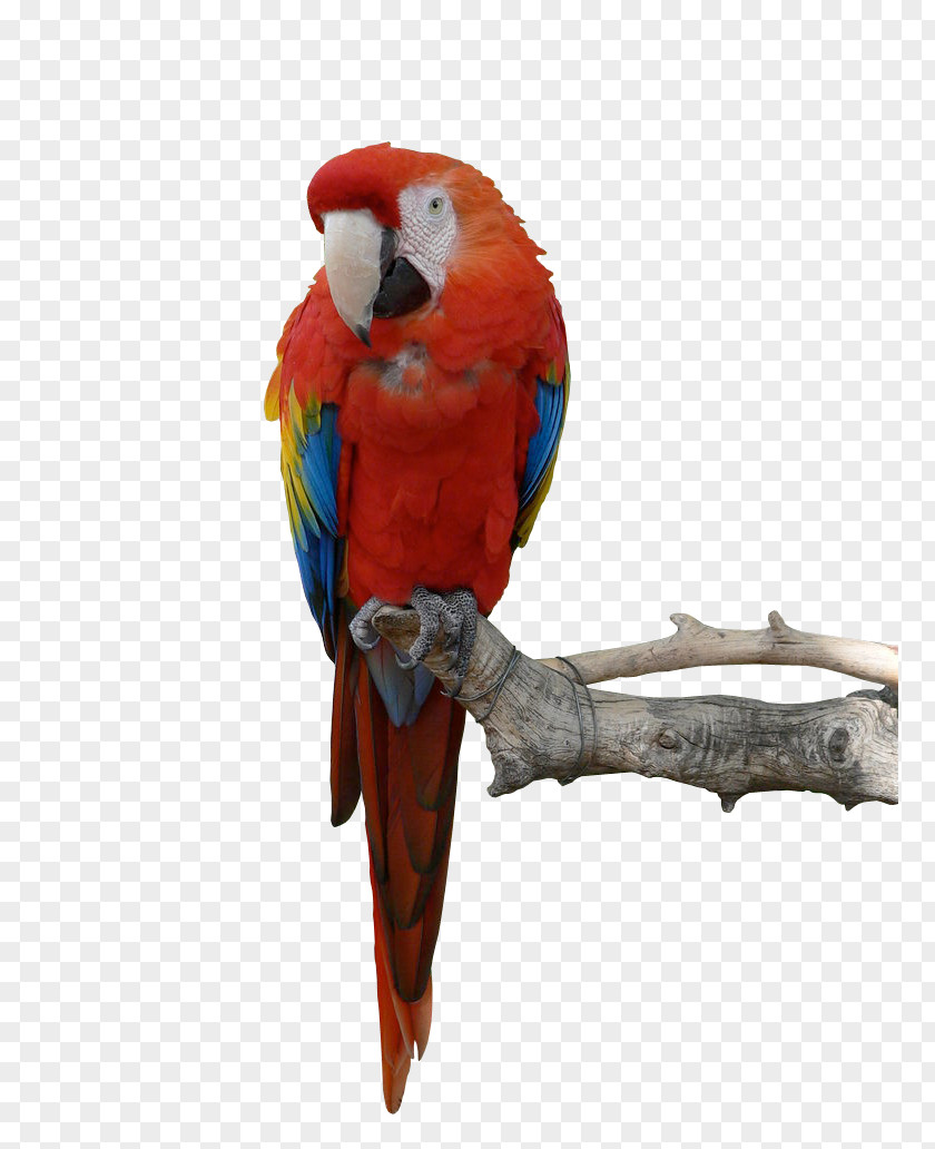 Parrot Hd Blue-and-yellow Macaw Bird PNG
