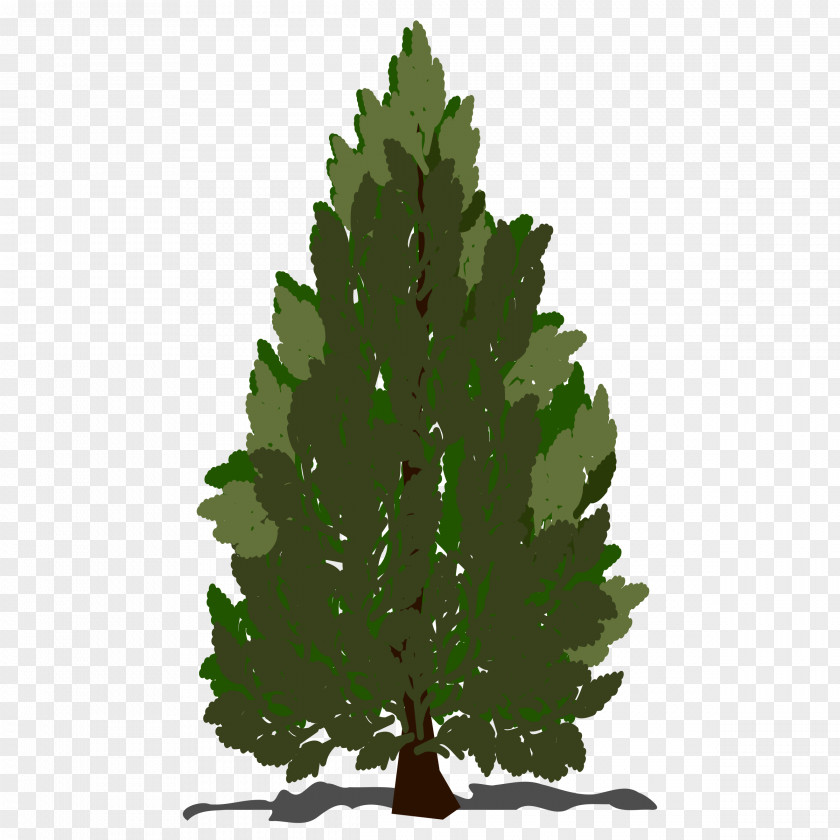 Pine Pinus Contorta Scots Taeda Tree Clip Art PNG