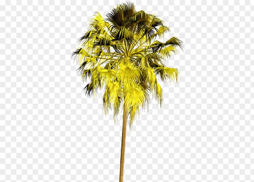 Tree Asian Palmyra Palm Arecaceae Plant Clip Art PNG
