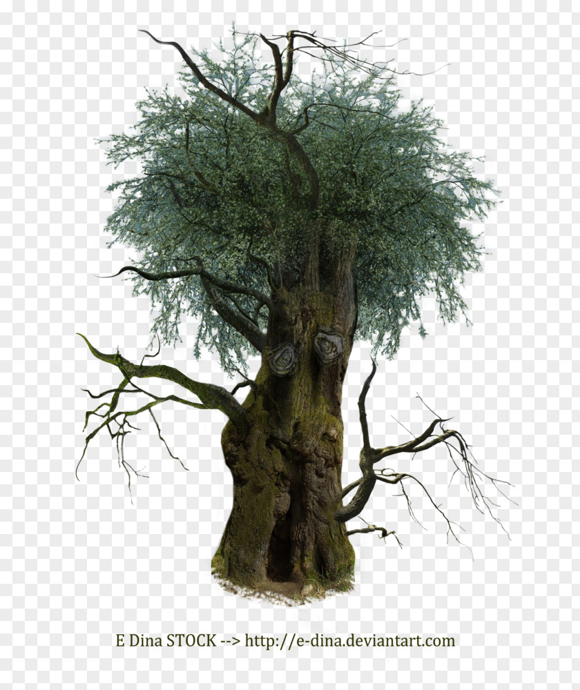 Tree Branch Root Wood Trunk PNG