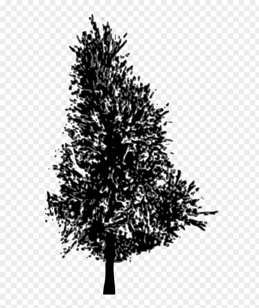 Tree Vector Pine Fir Spruce PNG