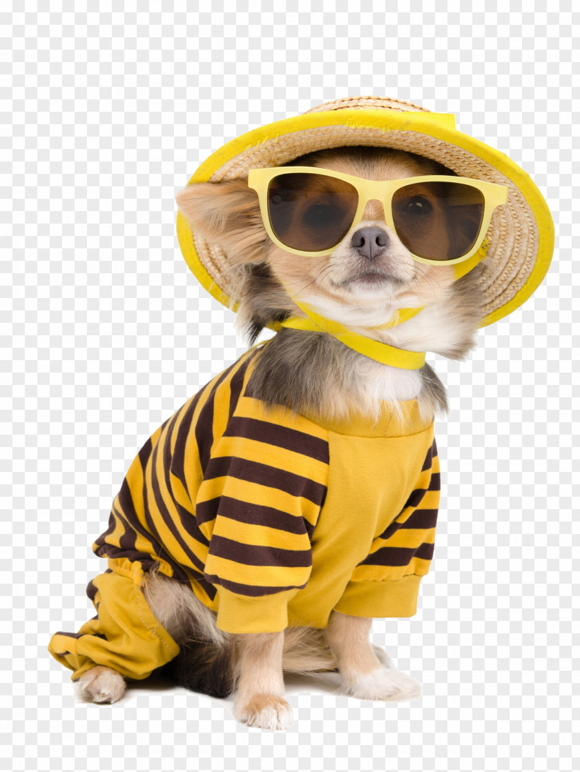 Cute Teddy Dog Chihuahua T-shirt Puppy Clothing Pet PNG
