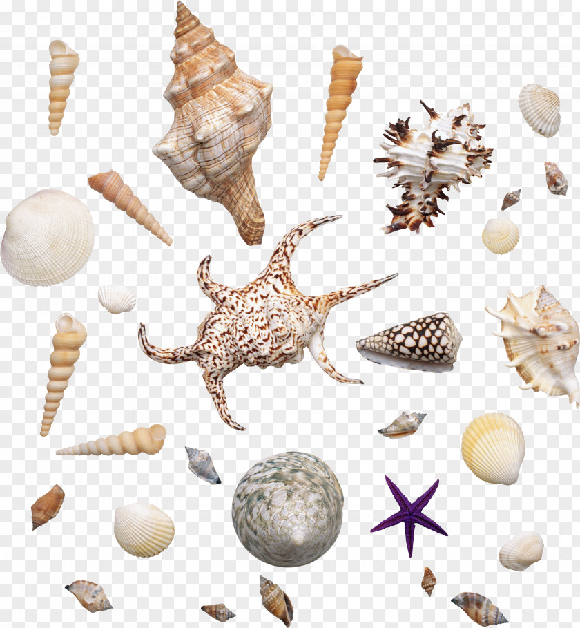 Kaya Scodelario Organization Information Conchology Seashell Sea Snail PNG