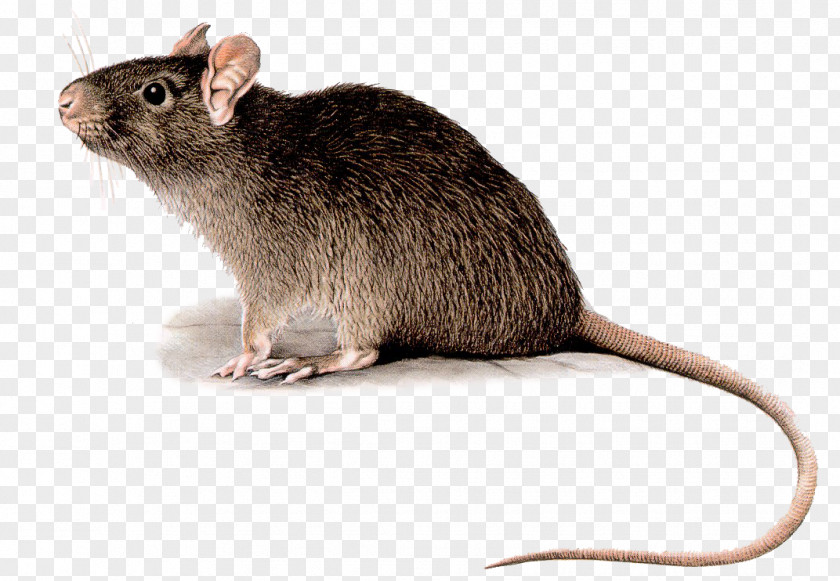 Mouse Black Rat Rodent Deratizace Pest Control PNG
