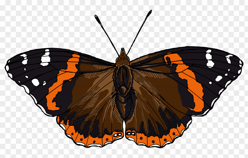 Red Butterfly Admiral Stock Photography Clip Art PNG