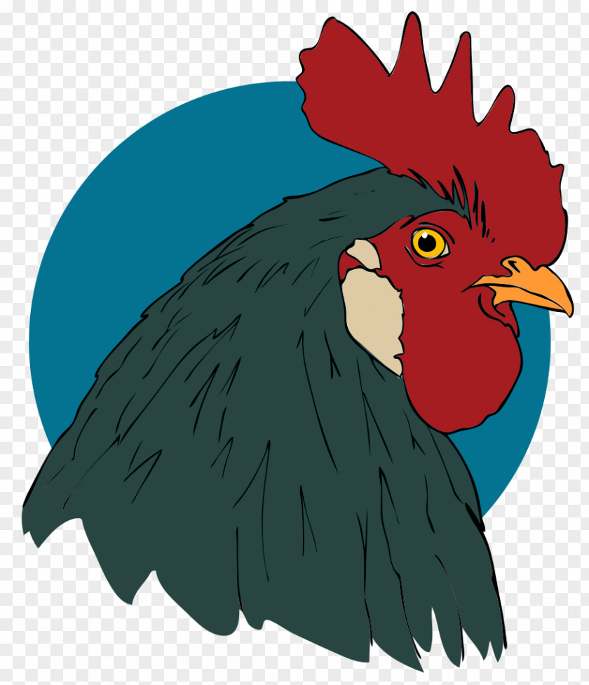Rooster Drawing Turkey Animation Clip Art PNG