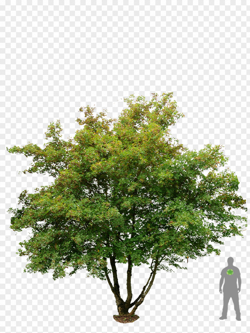 Tree Acer Campestre American Sycamore Embryophyta Maple PNG