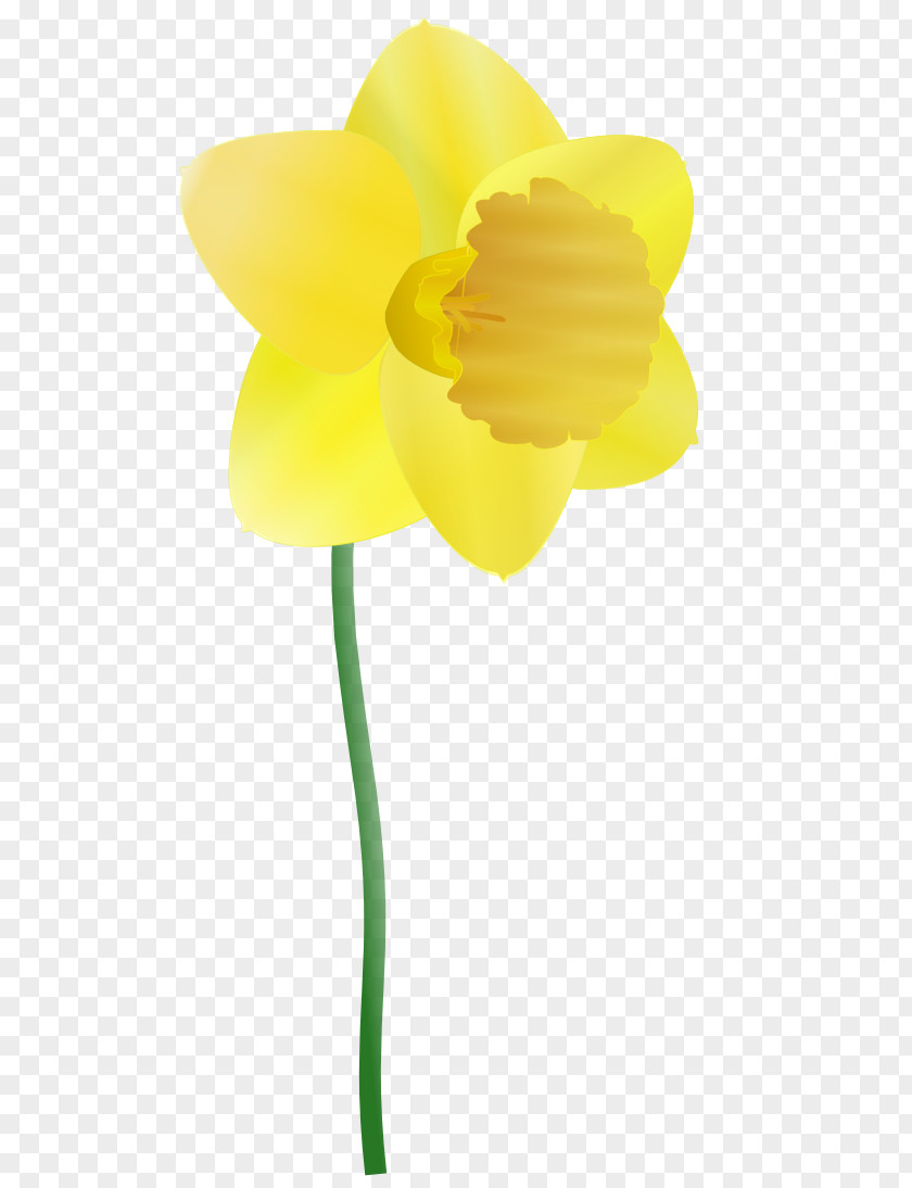 Daffodil Cartoon Clip Art PNG