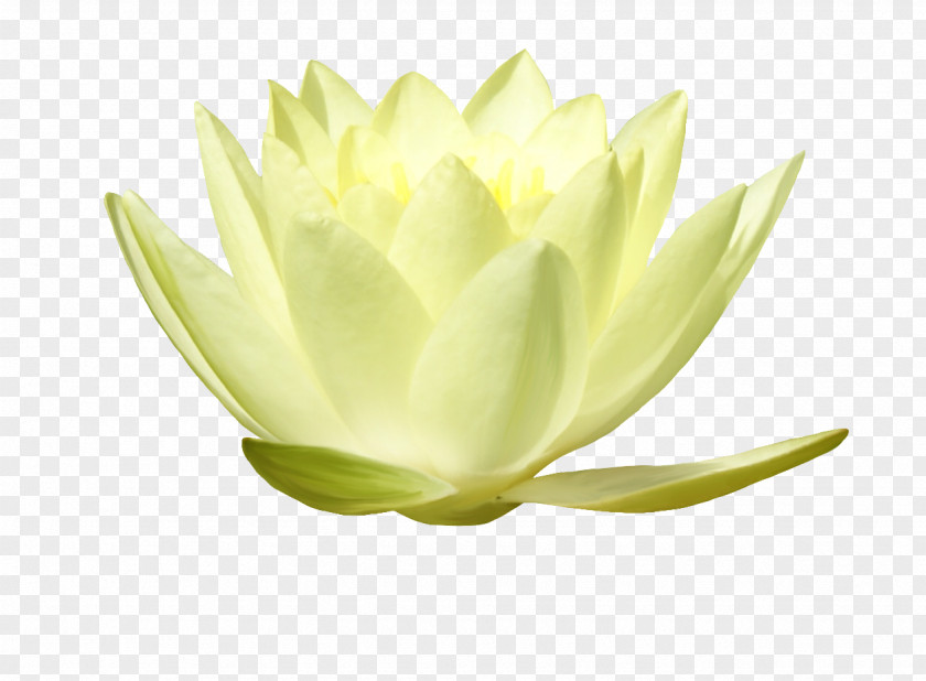 Lotus Leaves Plant Stem PNG