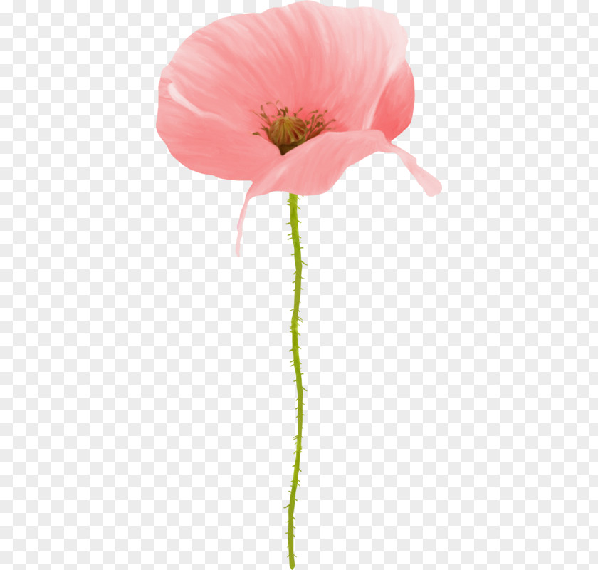 Anzac Day Pink Poppy Oriental Watercolor Painting Drawing PNG