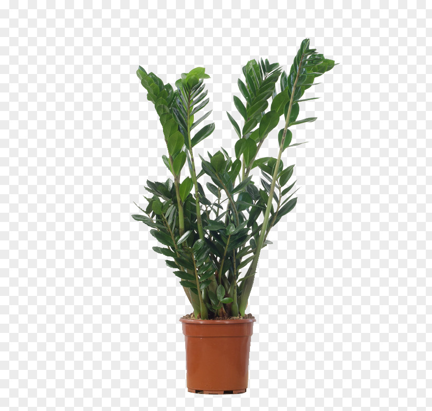 Plant Houseplant Flowerpot Dracaena Fragrans Philodendron PNG
