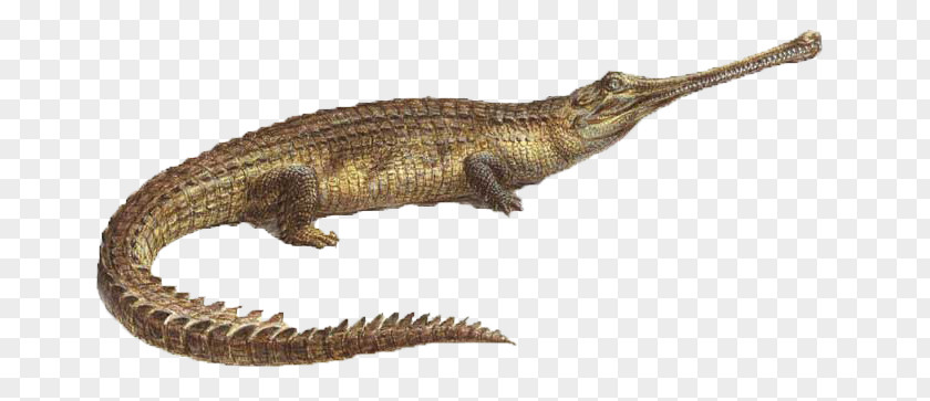 Velociraptor Gharial Crocodiles Terrestrial Animal PNG