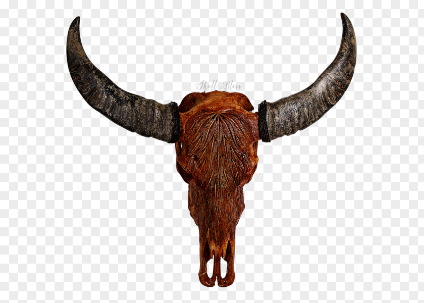 Buffalo Skull Cattle Horn Animal Skulls Bison PNG
