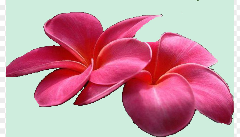 Flower Desktop Wallpaper Gown Floral Design PNG