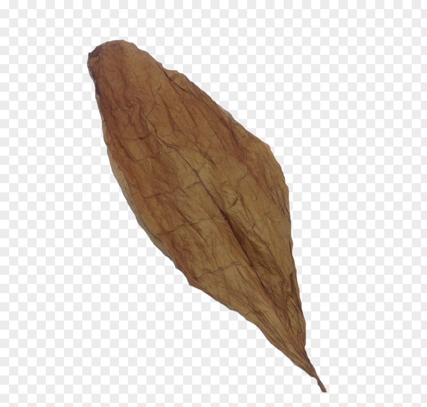 Leaves Shading Wood /m/083vt Leaf PNG