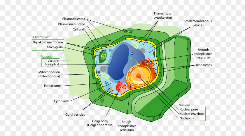 Plant Cell Organelle Structure Biology PNG