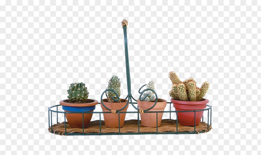 All Kinds Of Potted Cactus Cactaceae Flowerpot Bonsai PNG