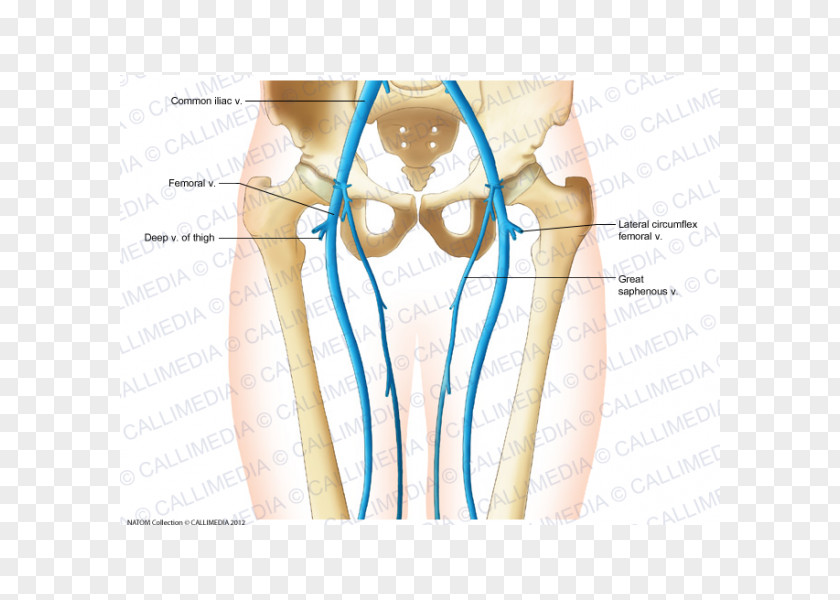 Circumflex Vein Artery Pelvis Anatomy Inferior Vena Cava PNG