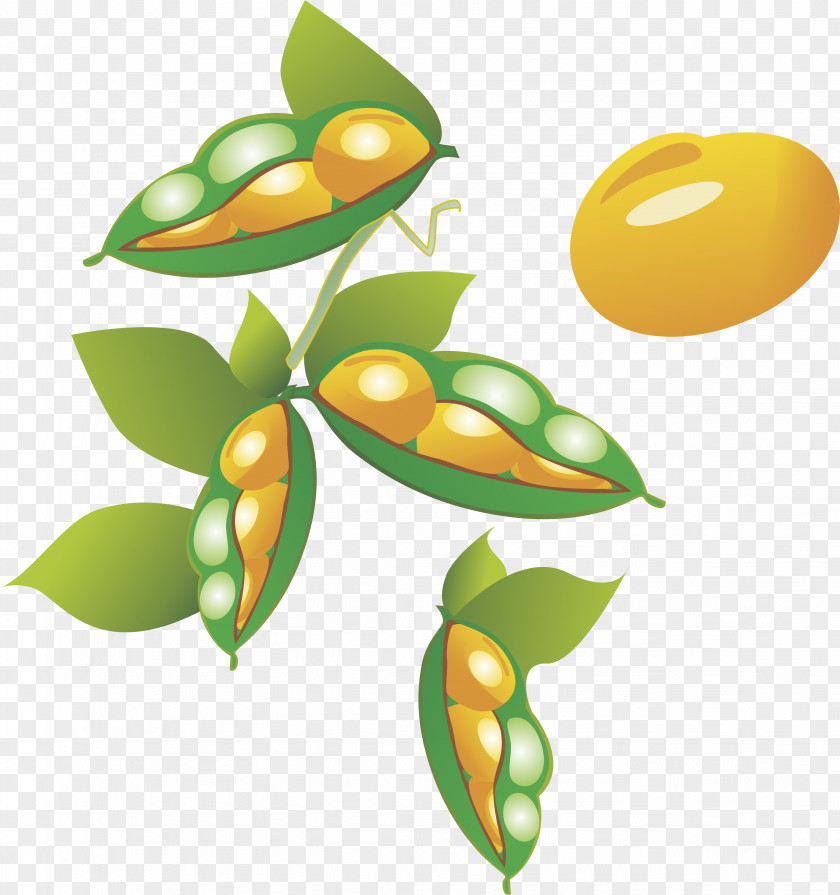 Pea Vector Element Cartoon Soybean Oryza Sativa PNG