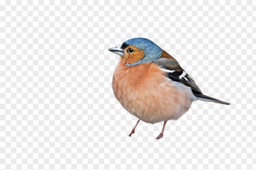 Robin Old World Flycatcher Bird European Eastern Bluebird Beak PNG