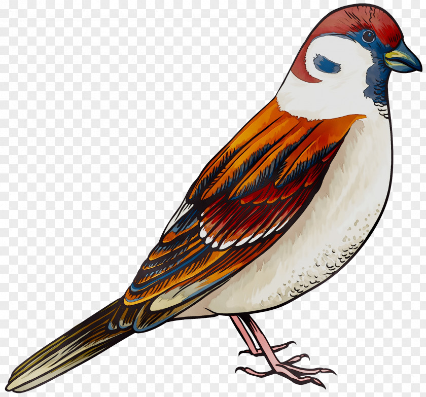 Sparrow Clip Art Finches Bird PNG