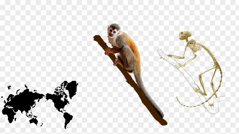 Squirrel Common Monkey Homo Sapiens Central American PNG