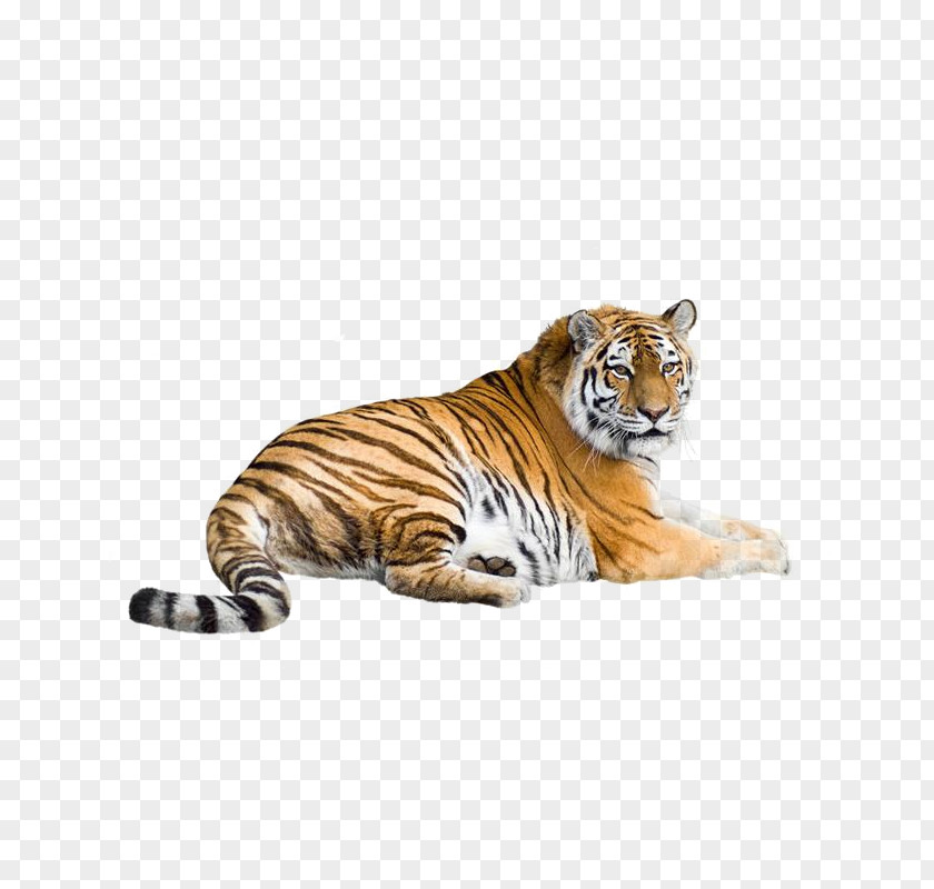 Tiger Siberian Bengal South China Indochinese Malayan PNG