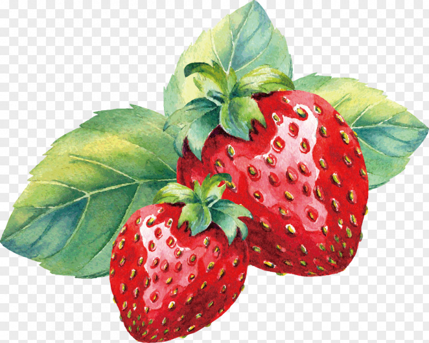 Vector Painted Strawberry Aedmaasikas Amorodo Watercolor Painting PNG
