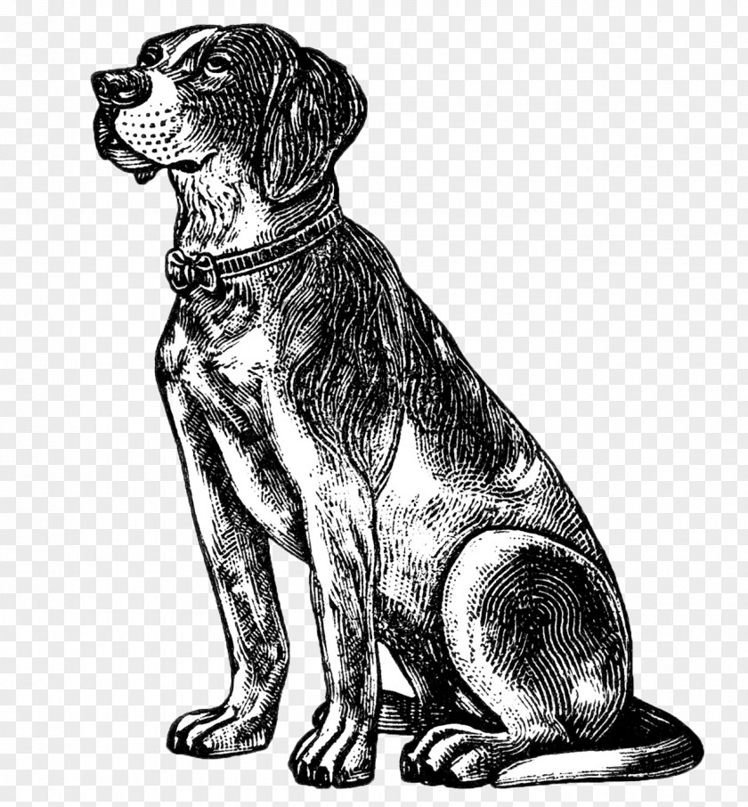 Cute Dog Beagle Pet Sitting Puppy Clip Art PNG