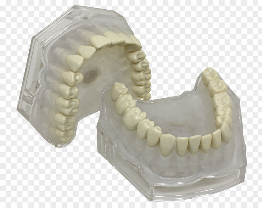 Jaw Human Tooth Typodont Dentistry PNG