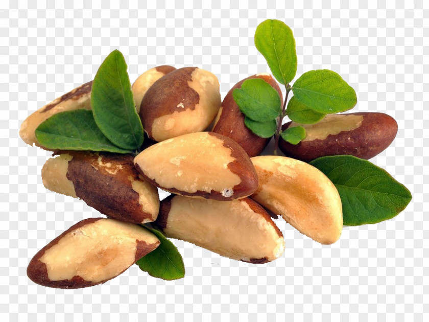 Realistic Different Nuts Brazil Nut Food Health Amazon Rainforest PNG