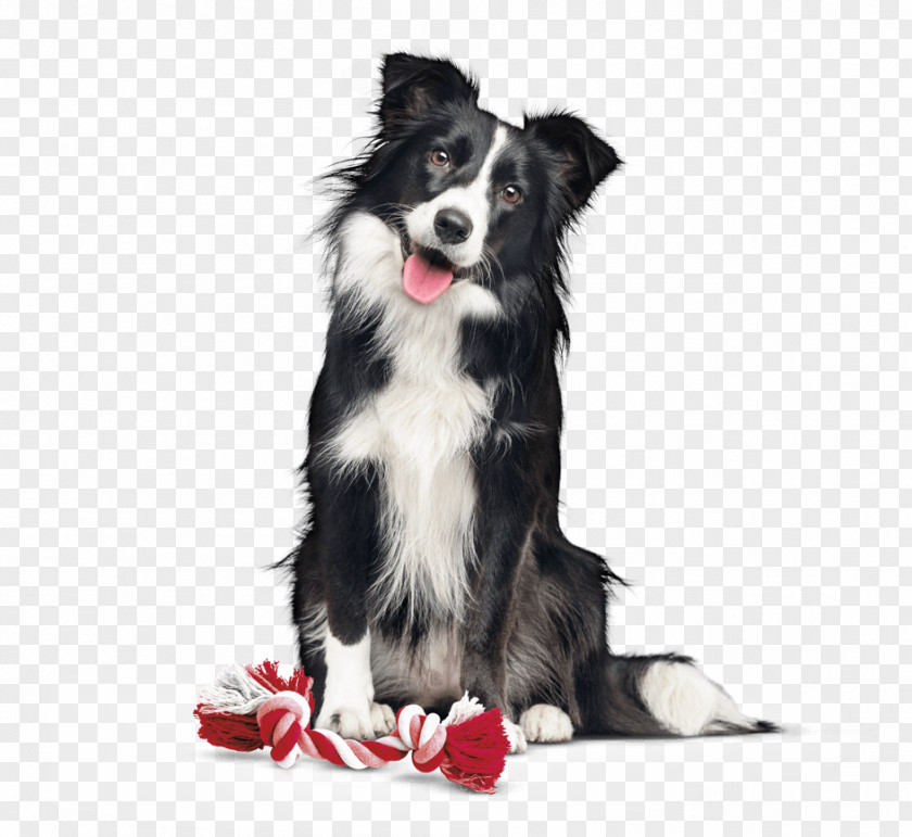 Activa Border Collie Dog Breed Rough Companion Food PNG