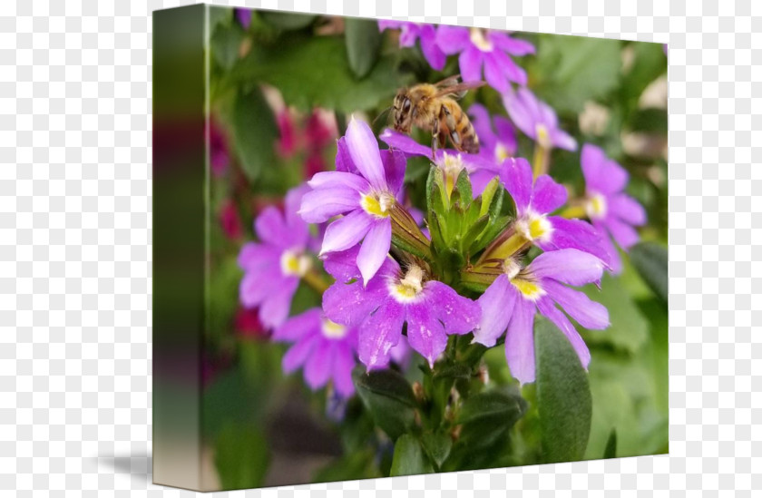 Bee Honey Nectar Vervain Pollen PNG