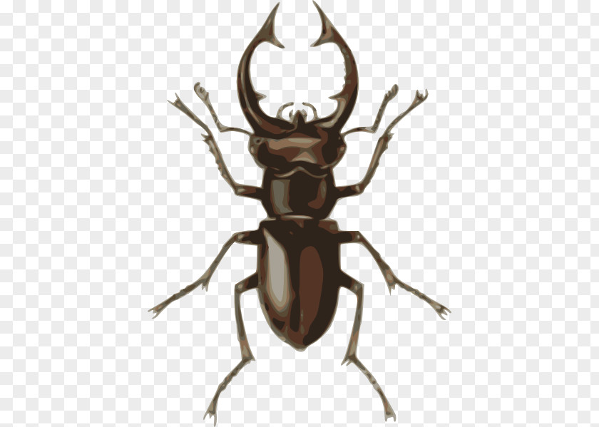 Beetle Cliparts Stag Drawing Clip Art PNG