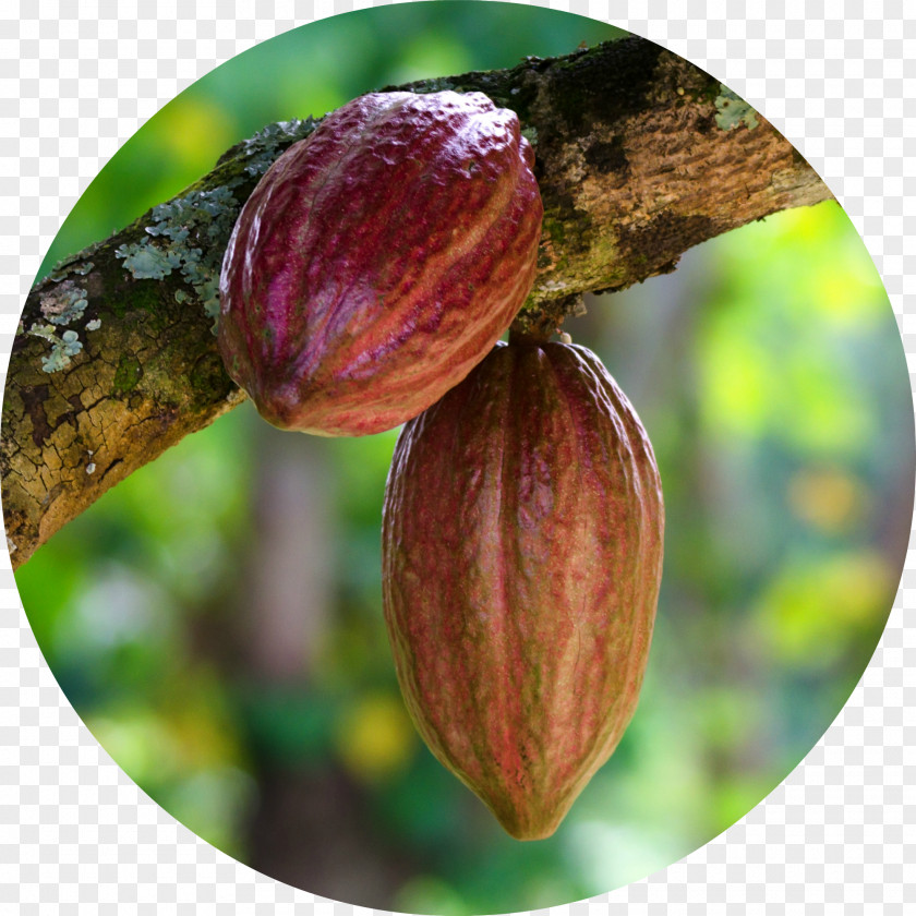 Cacao Cocoa Bean Cargill Chocolate Agriculture Solids PNG