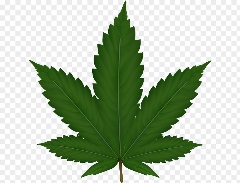 Cannabis Sativa Clip Art Vector Graphics Image PNG