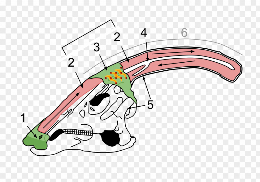 Dinosaur Parasaurolophus Charonosaurus Corythosaurus PNG