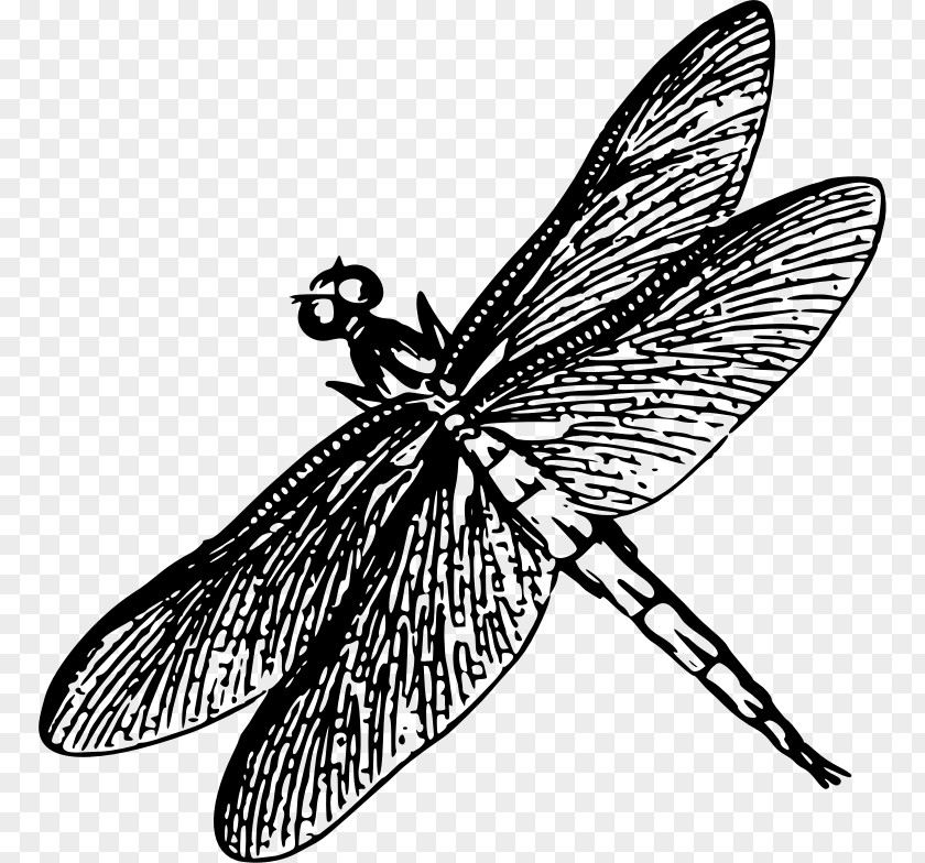 Dragon Fly Dragonfly Insect Drawing Poster Clip Art PNG