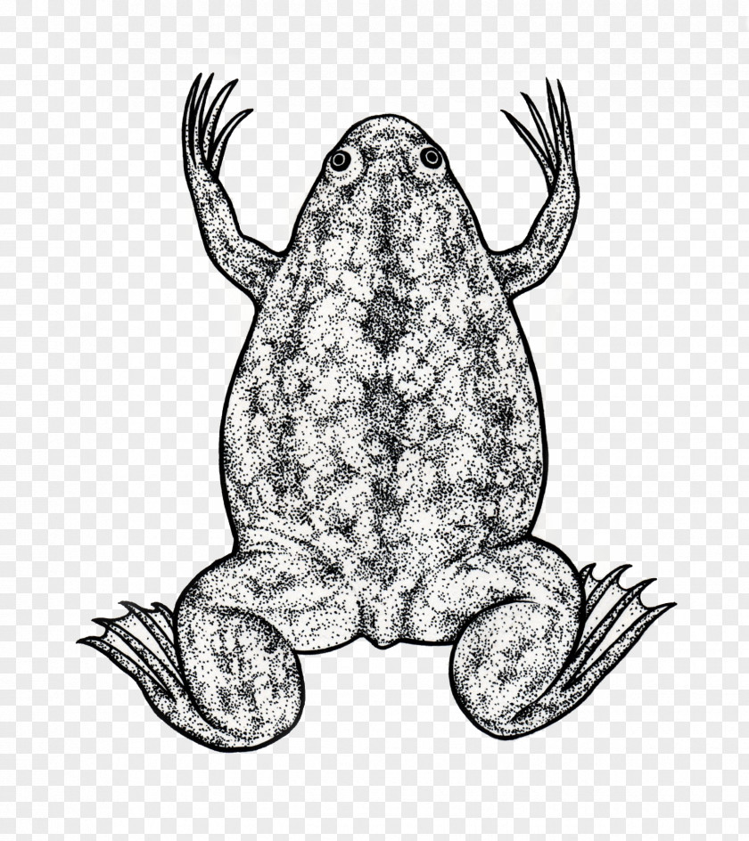 Frog Toad Biology Science Illustration PNG