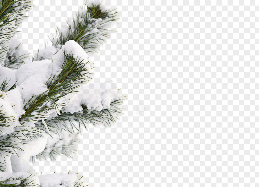 Snow Winter Tree Shutterstock PNG