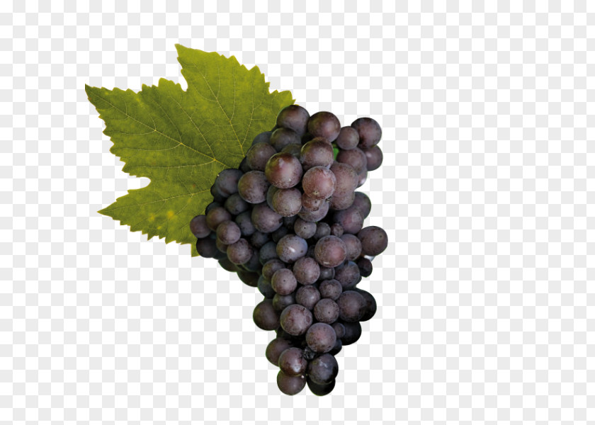 Wine Sultana Pinot Noir Raboso Gris Cabernet Sauvignon PNG