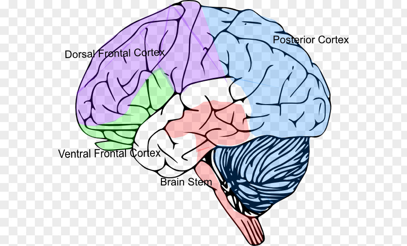 Brain Cortex Size Cerebral Clip Art PNG